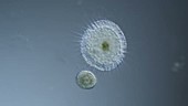 Ciliate escapes heliozoan, light microsopy