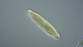 Neidium diatom, light microscopy