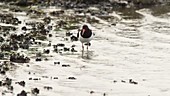 Oystercatcher foraging and calling