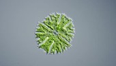 Micrasterias algal cell, light microscopy