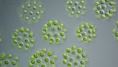 Eudorina algal colonies, light microscopy