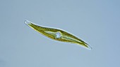 Gyrosigma diatom, light microscopy