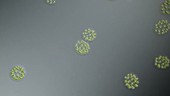 Eudorina algal colonies, light microscopy
