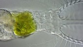 Stephanoceros rotifer, light microscopy