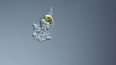 Synchaeta rotifer, light microscopy
