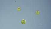 Synura algae, light microscopy