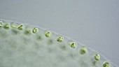 Volvox algal cells, light microscopy