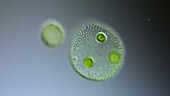 Volvox algal colonies, light microscopy
