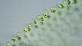 Volvox algal cells, light microscopy