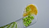 Vampyrella feeding on algae, time-lapse