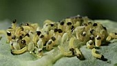 Cabbage white caterpillars hatching