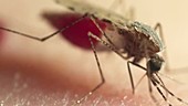 Anopheles mosquito feeding on skin