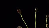 Poppies blooming