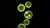 Volvox algae, light microscopy