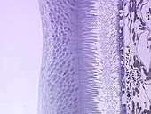Human retina, light micrograph