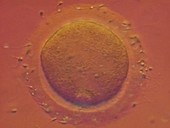 Human fertilisation, light microscope