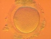 Human fertilisation, light microscope