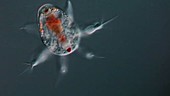 Copepod crustacean larva, light microscopy