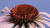 Echinacea flower, timelapse