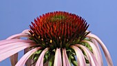 Echinacea flower, timelapse