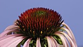 Echinacea flower, timelapse