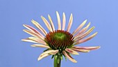 Echinacea flower, timelapse