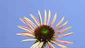 Echinacea flower, timelapse