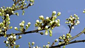 Blackthorn flowering, timelapse