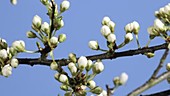 Blackthorn flowering, timelapse