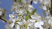 Blackthorn leaves growing, timelapse