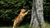 Cat jumping up a tree, high speed