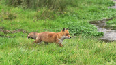 Fox running, high-speed