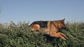 Dog jumping over hedge, high-speed