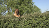 Dog jumping over hedge