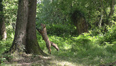Fox jumping up a tree, high-speed
