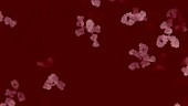 Antibodies in the blood, animation