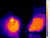 Mice in nest, thermography