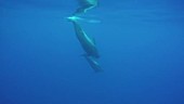 Short finned pilot whales underwater