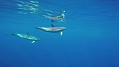 Common dolphins underwater