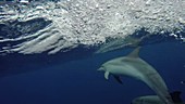 Spotted dolphins underwater