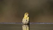 Southern masked weaver bathing