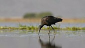 Glossy ibis feeding