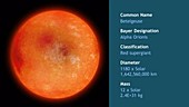 Betelgeuse red supergiant star, animation