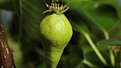 Developing pear fruit, timelapse