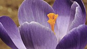 Crocus flower opening, timelapse