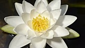 Water lily, timelapse