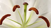 Lily flower, timelapse