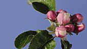 Apple blossom opening and withering