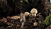 Magpie fungus growing, timelapse