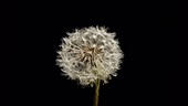 Dandelion seedhead blowing, timelapse